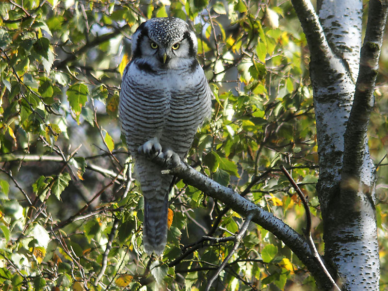 Hkuggla - Hawk Owl  (Surnia ulula)