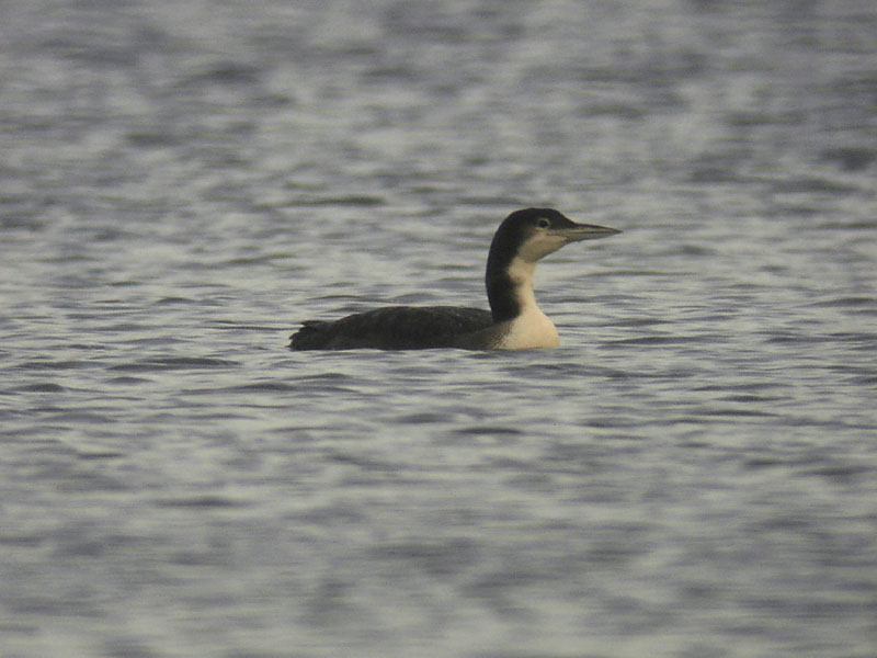Svartnbbad islom - Great Northern Diver  (Gavia immer)