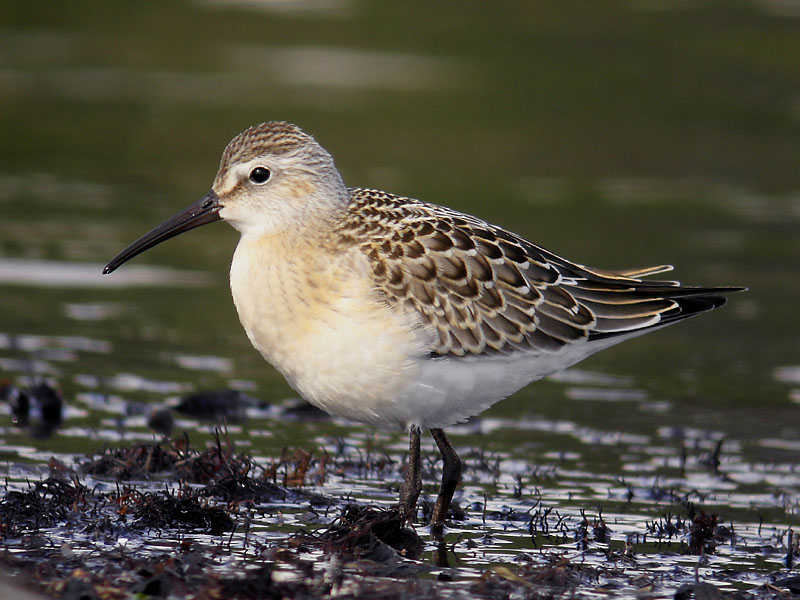 Spovsnäppa - Curlew Sandpiper (Calidris ferruginea)