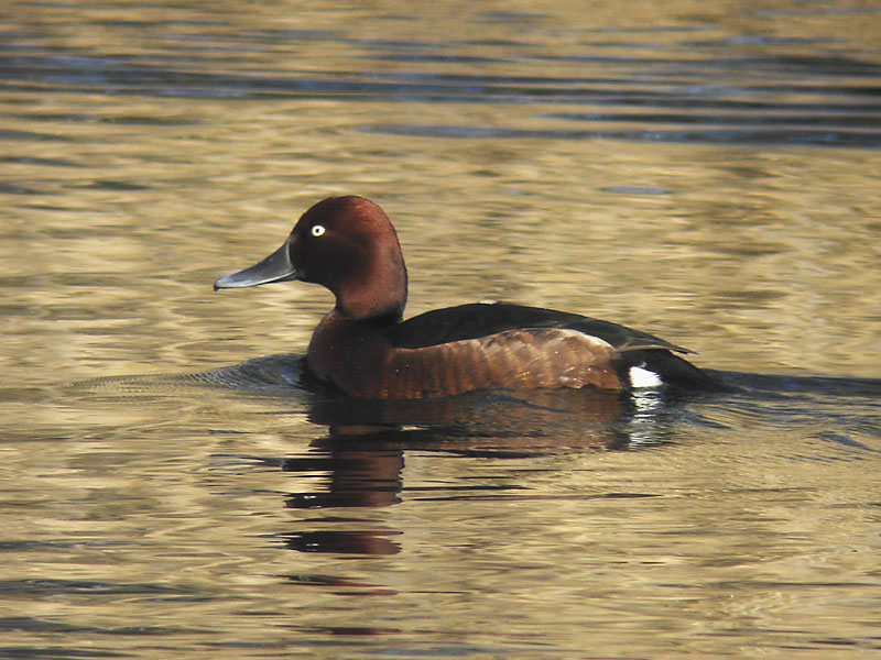 Vitögd dykand - Ferruginous Duck (Aythya nyroca)