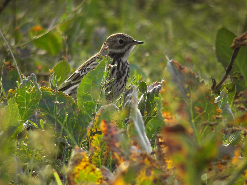Rödstrupig piplärka - Red-throated Pipit (Anthus cervinus)