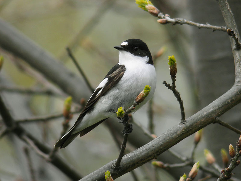 Svartvit flugsnappare - Pied Flycatcher (Ficedula hypoleuca)
