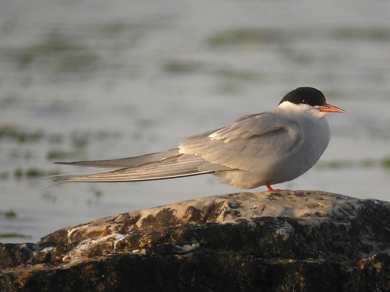 Silvertärna - Arctic Tern (Sterna paradisea)