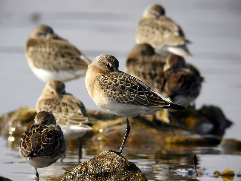 Spovsnäppa - Curlew Sandpiper (Calidris ferruginea)