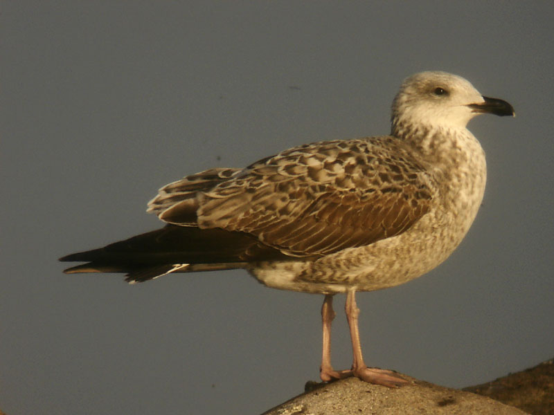 Medelhavstrut - Yellow-legged Gull  (Larus michahellis)