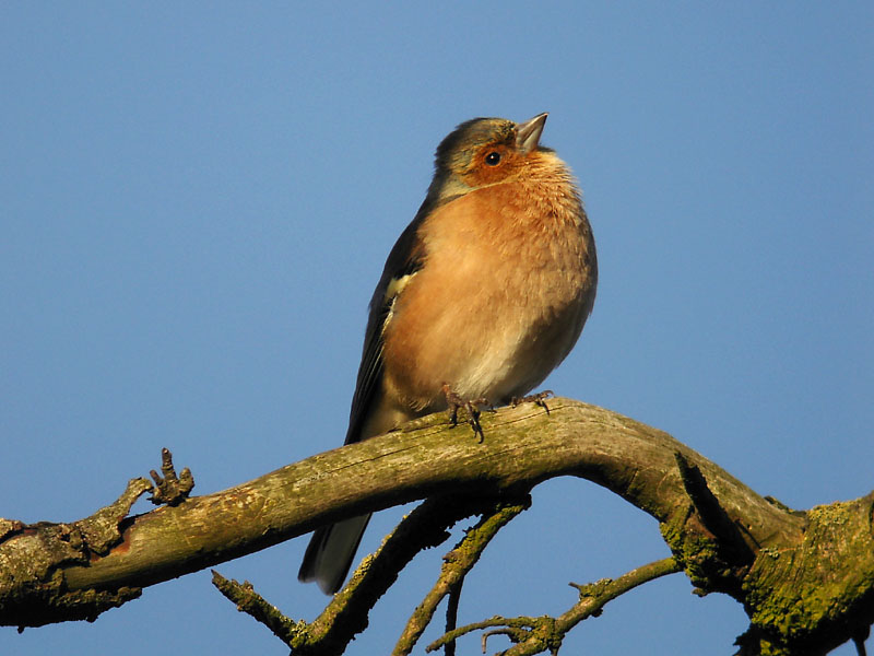 Bofink - Chaffinch (Fringilla coelebs)