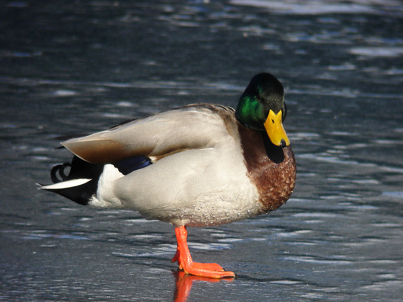 Gräsand - Mallard (Anas platyrhynchos)