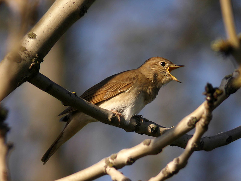 Näktergal - Thrush Nightingale (Luscinia luscinia)