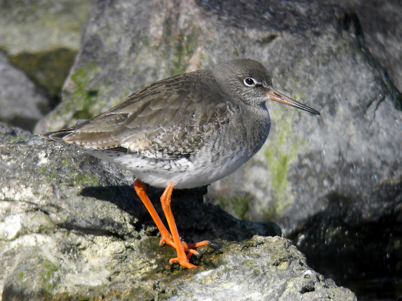 Rödbena - Redshank (Tringa totanus)