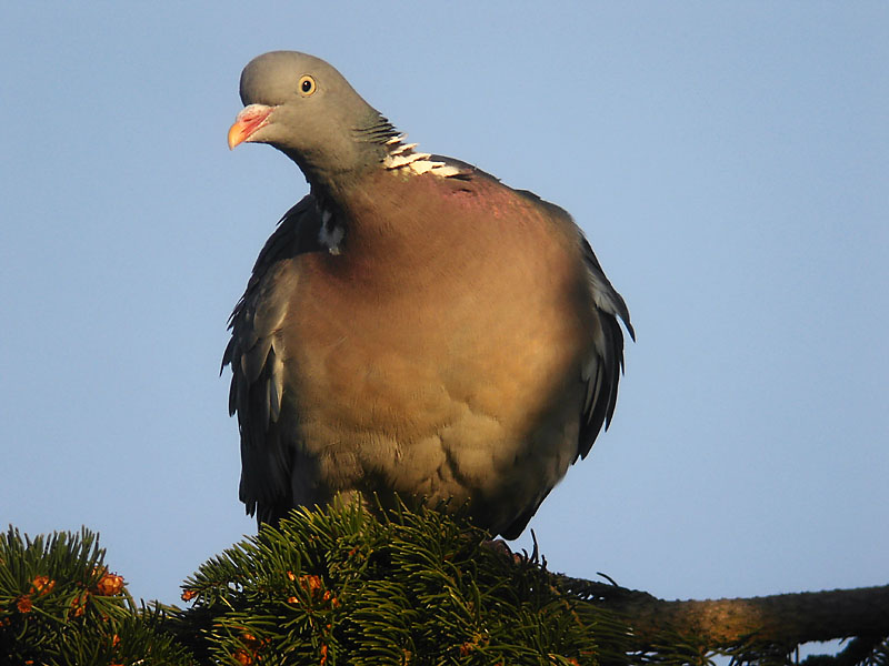 Ringduva - Woodpigeon  (Columba palumbus)