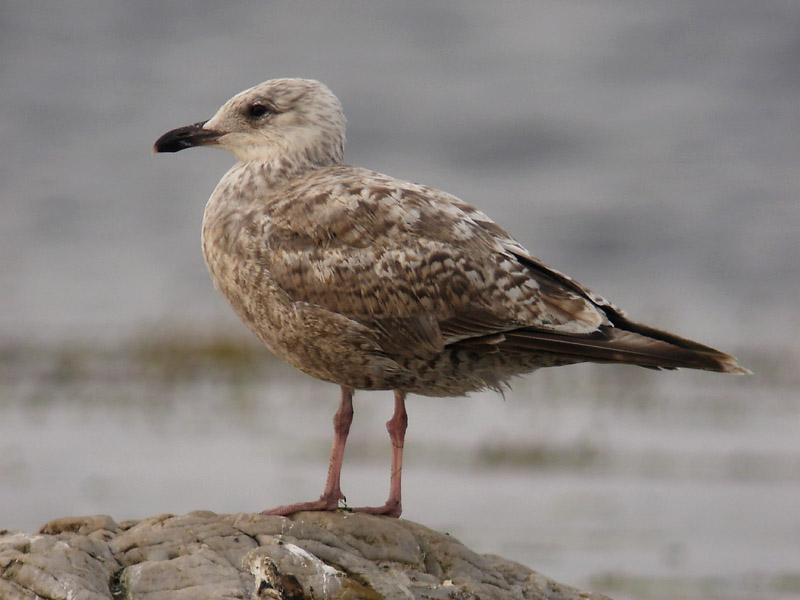 Gråtrut - Herring Gull (Larus argentatus)