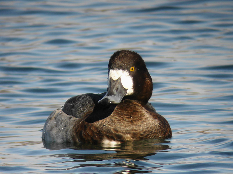 Bergand - Scaup  (Aythya marila)