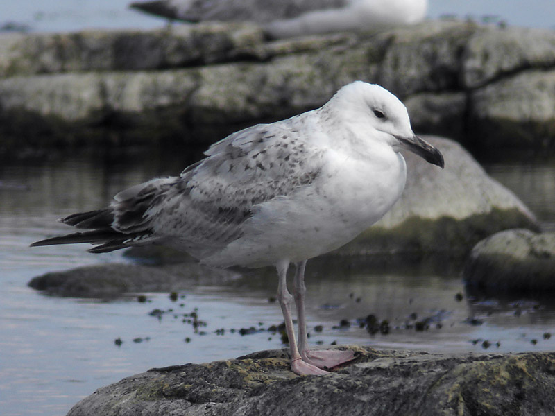 Kaspiskt trut - Caspian Gull  (Larus cachinnans)