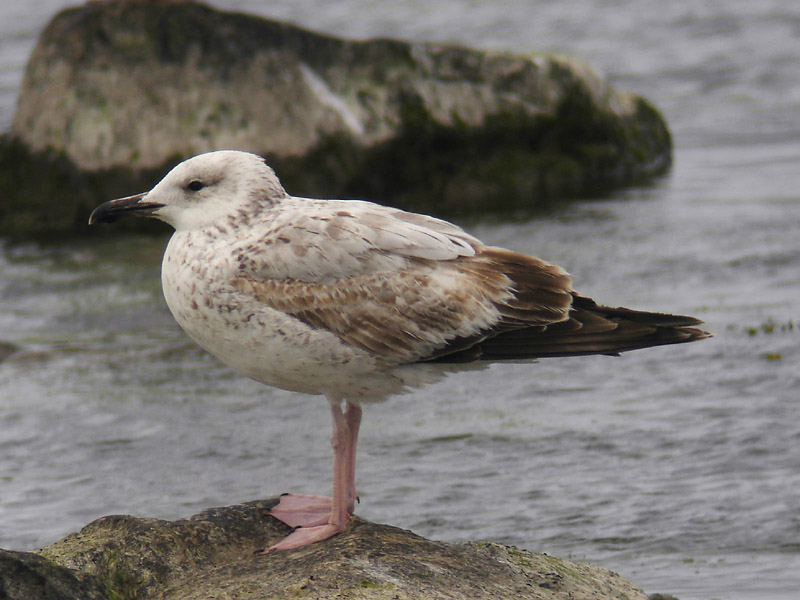 Kaspisk trut - Caspian Gull  (Larus cachinnans)