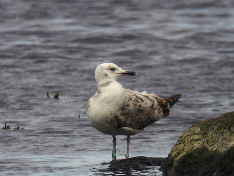 Kaspisk trut - Caspian Gull  (Larus cachinnans)