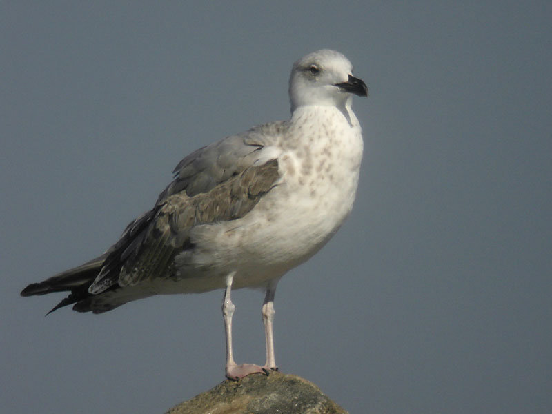 Medelhavstrut - Yellow-legged Gull  (Larus michahellis)