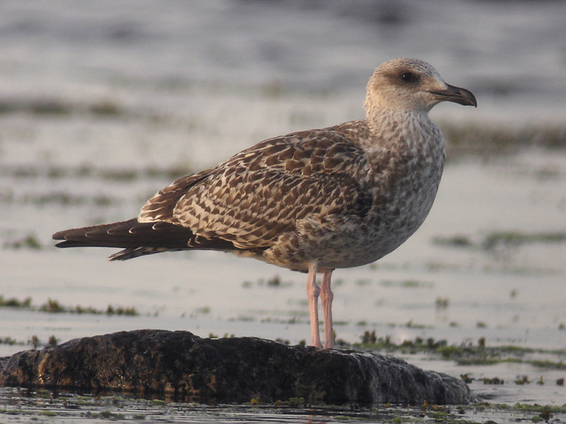 Medelhavstrut - Yellow-legged Gull  (Larus michahellis)