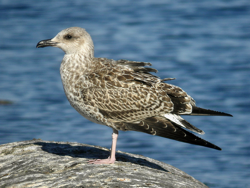 Medelhavstrut - Yellow-legged Gull  (Larus michahellis)