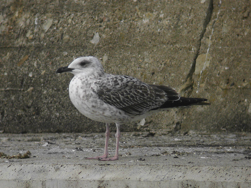 Medelhavstrut - Yellow-legged Gull  (Larus michahellis)