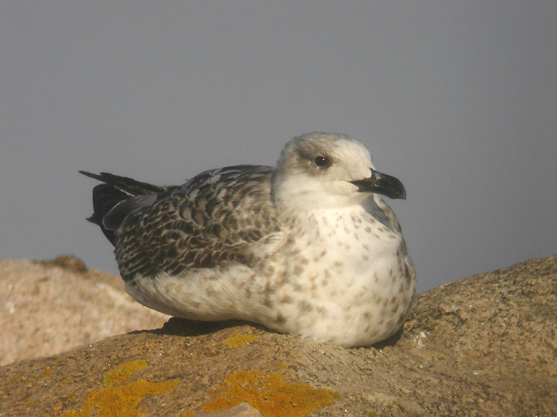 Medelhavstrut - Yellow-legged Gull  (Larus michahellis)