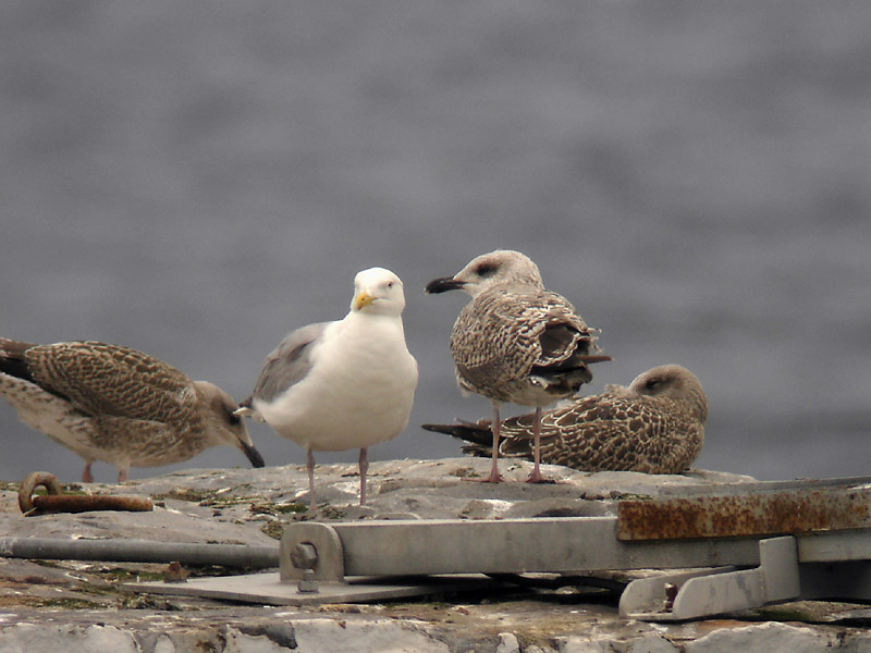 Medelhavstrut - Yellow-legged Gull  (Larus michahellis)