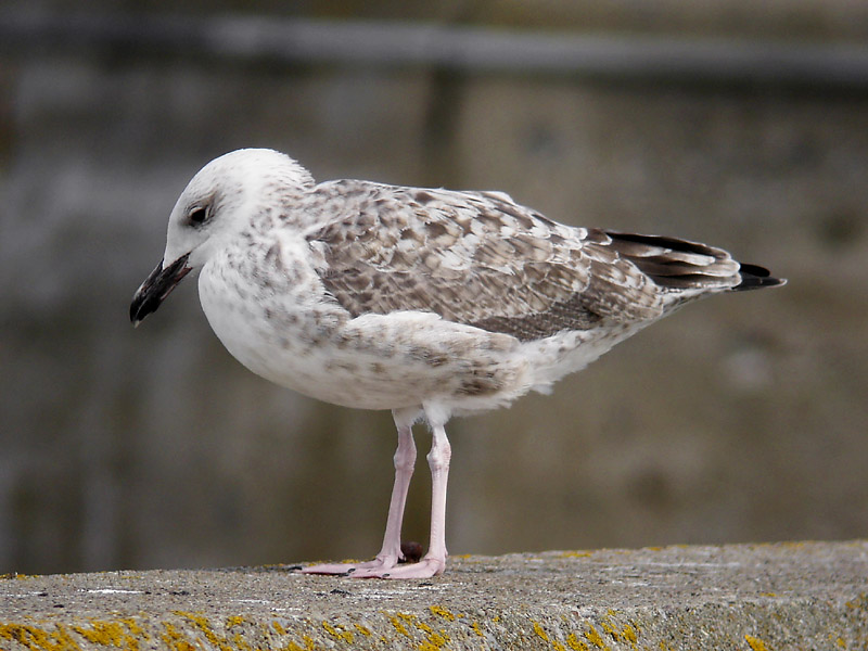 Kaspisk trut - Caspian Gull  (Larus cachinnans)