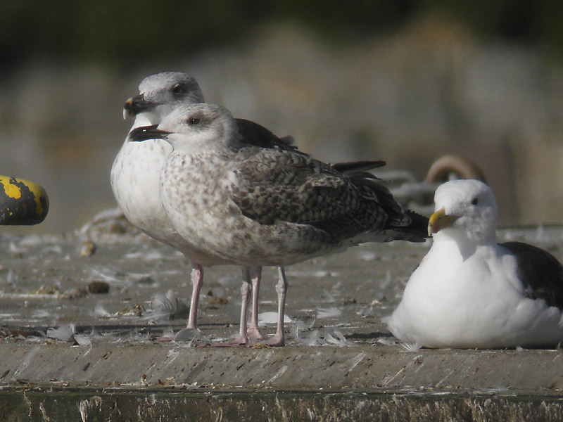 Medelhavstrut - Yellow-legged Gull  (Larus michahellis)