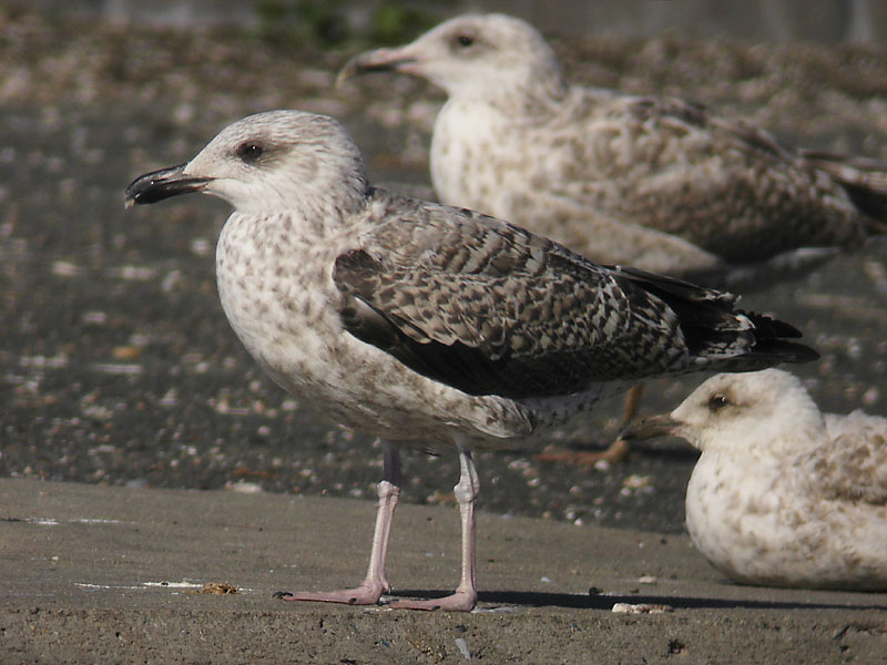 Medelhavstrut - Yellow-legged Gull  (Larus michahellis)