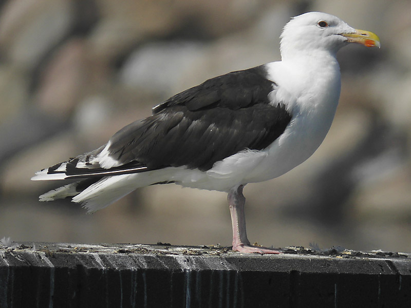 Havstrut - Great-Black-backed Gull  (Larus marinus)