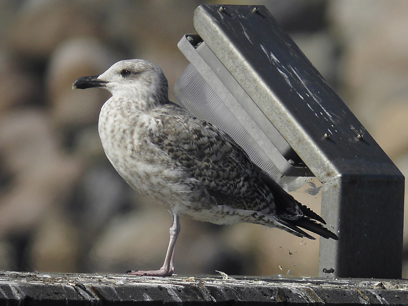 Medelhavstrut - Yellow-legged Gull  (Larus michahellis)