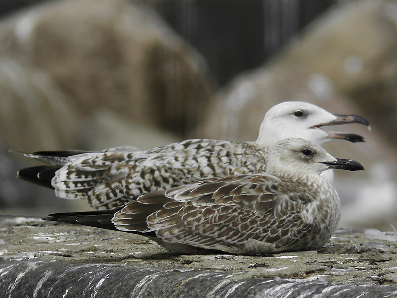 Kaspisk trut - Caspian Gull  (Larus cachinnans)