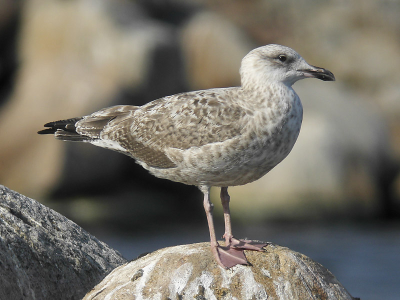 Gråtrut - Herring Gull (Larus argentatus)