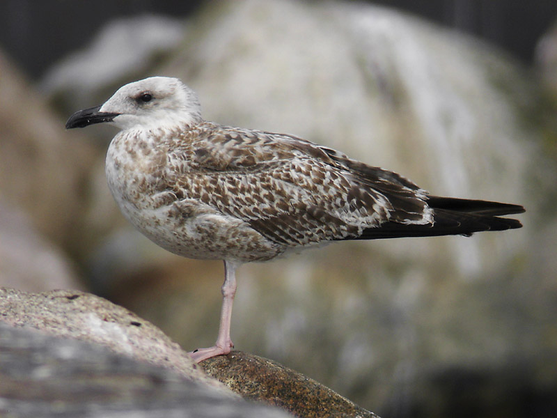 Medelhavstrut - Yellow-legged Gull  (Larus michahellis)