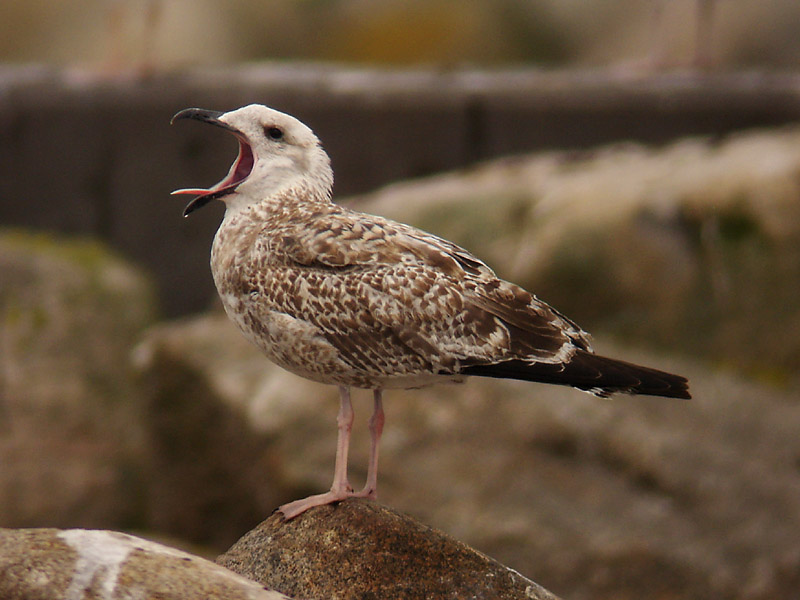 Medelhavstrut - Yellow-legged Gull  (Larus michahellis)