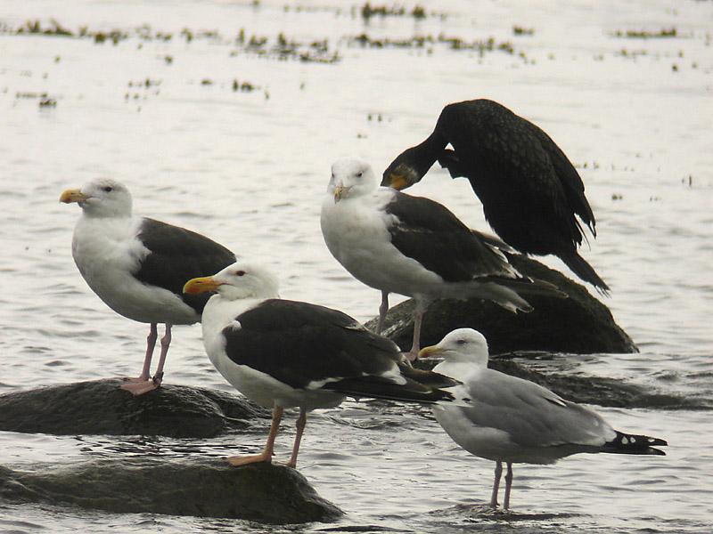 Havstrut Great Black-backed Gull  (Larus marinus)