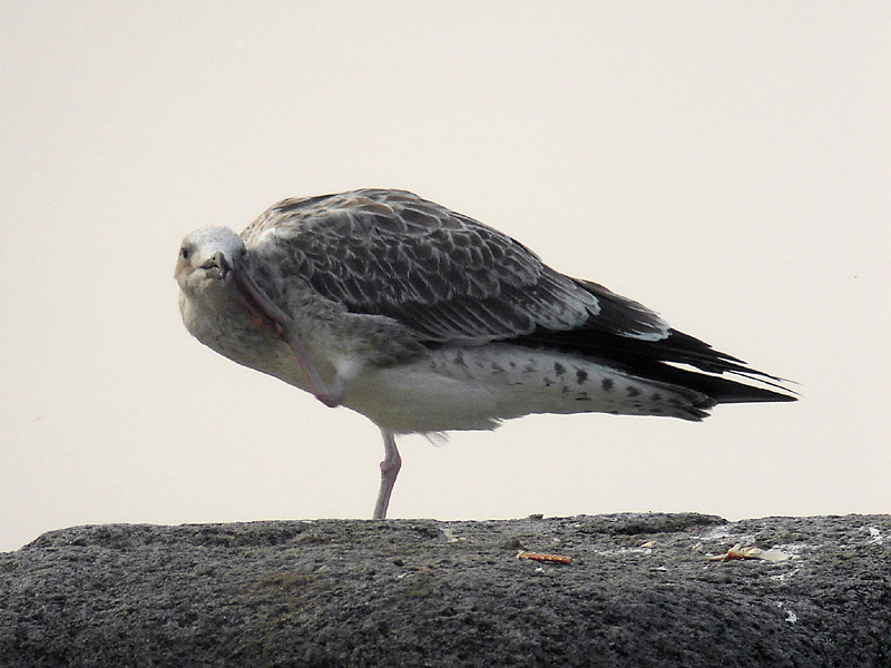 Kaspisk trut - Caspian Gull  (Larus cachinnans)