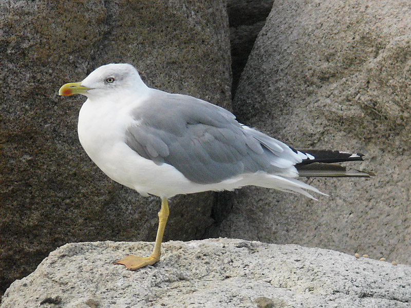 Medelhavstrut - Yellow-legged Gull  (Larus michahellis)