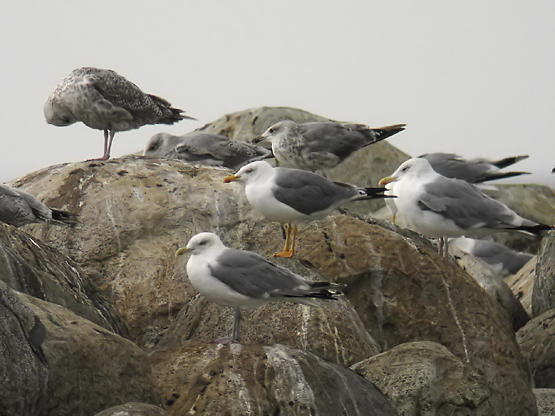 Medelhavstrut - Yellow-legged Gull  (Larus michahellis)