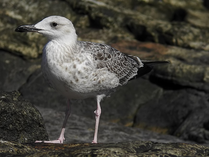 Kaspisk trut - Caspian Gull  (Larus cachinnans)