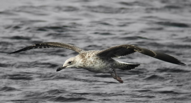 Kaspisk trut - Caspian Gull  (Larus cachinnans)