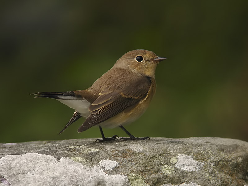 Mindre flugsnappare - Red-breasted Flycatcher (Ficedula parva)