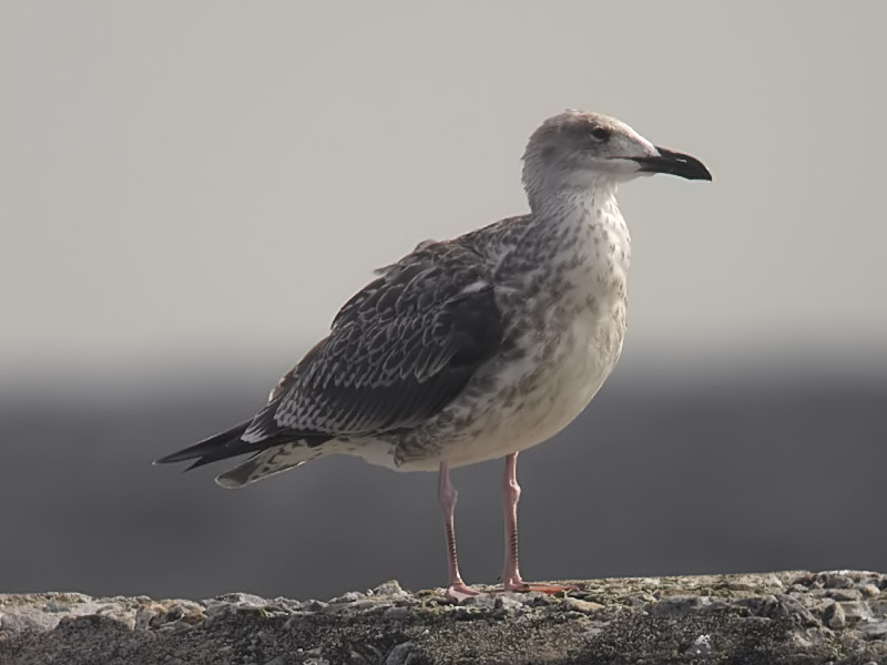 Kaspisk trut - Caspian Gull  (Larus cachinnans)