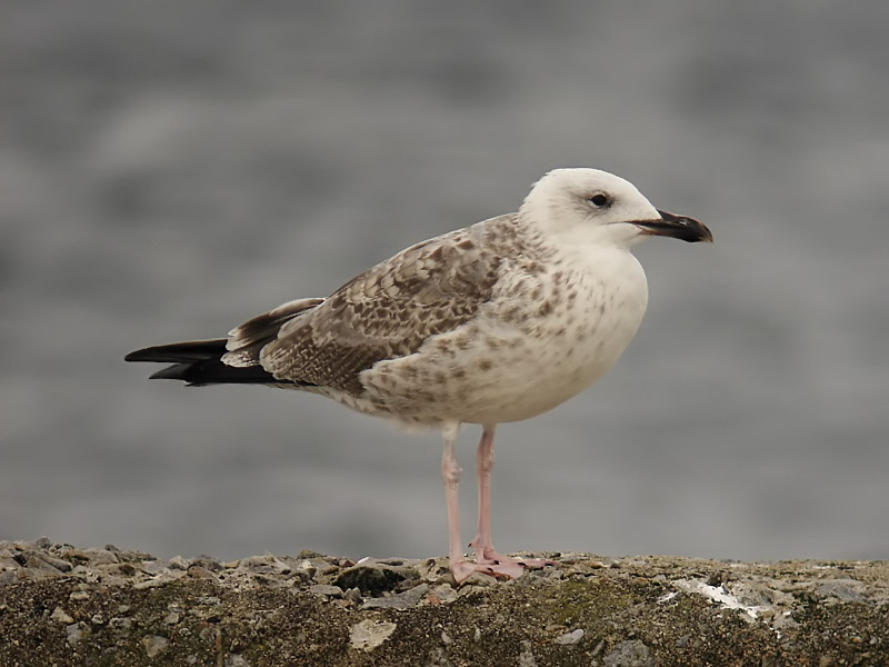 Kaspisk trut - Caspian Gull  (Larus cachinnans)