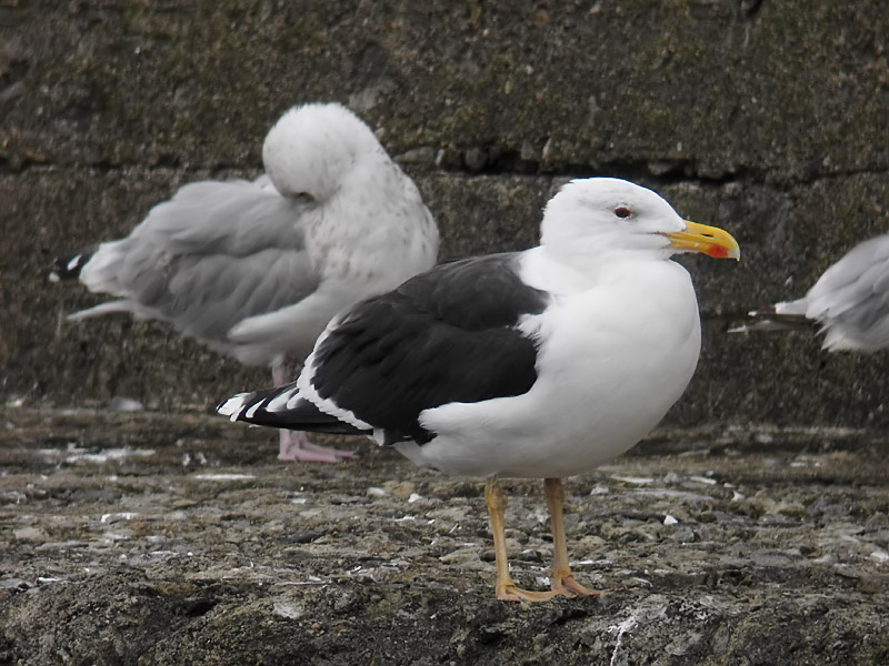 Havstrut - Great Black-backed Gull  (Larus marinus)