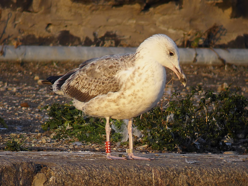 Kaspisk trut - Caspian Gull  (Larus cachinnans)
