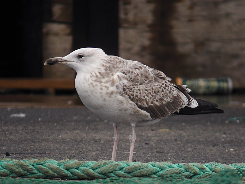 Kaspisk trut - Caspian Gull  (Larus cachinnans)