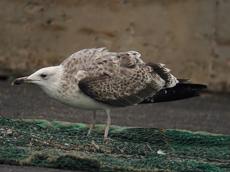 Kaspisk trut - Caspian Gull  (Larus cachinnans)