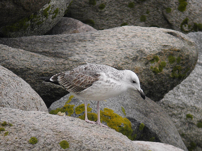 Kaspisk trut - Caspian Gull  (Larus cachinnans)