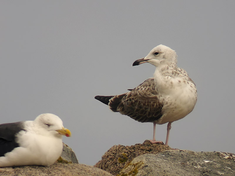 Kaspisk trut - Caspian Gull  (Larus cachinnans)