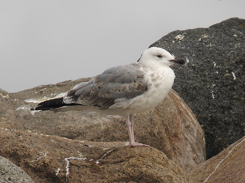 Kaspisk trut - Caspian Gull  (Larus cachinnans)